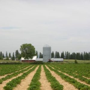 A Trip to the Berry Farm