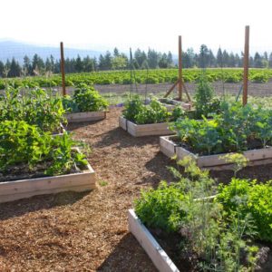 Creating a Raised Bed Fenced Garden