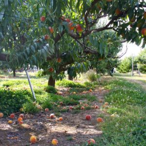 Peaches at Smith’s GreenBluff Orchard