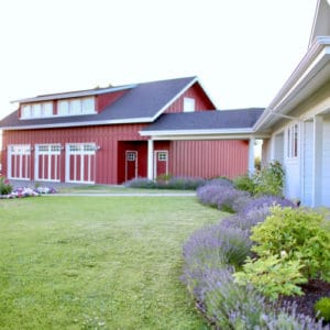 How to Grow a Lavender Hedge