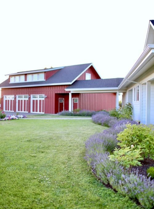 How to Grow a Lavender Hedge