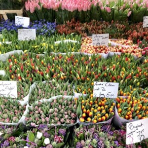 Tulips and Windmills Netherlands Viking River Cruise