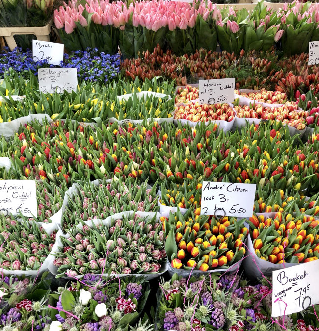 Tulips and Windmills Netherlands Viking River Cruise