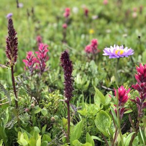 Wildflower Mountain