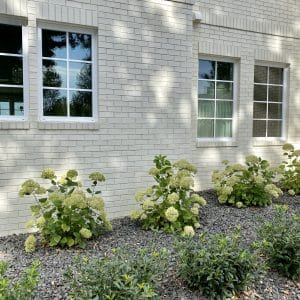 Hydrangea Care in the Fall