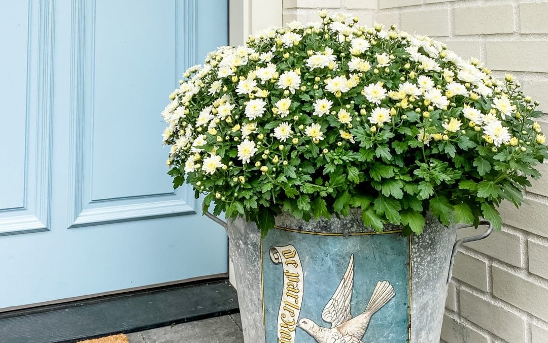 How to Care for Potted Mums