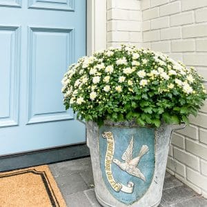 How to Care for Potted Mums